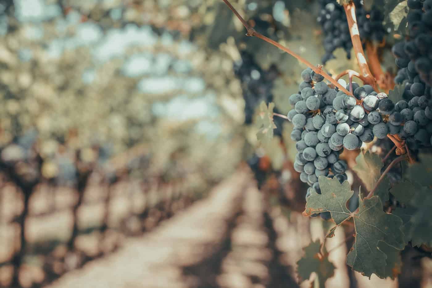 Close-up of ripe grapes hanging on a vine in a vineyard, with rows of leafy grapevines extending into the background, typical of the lush vineyards in Malta.