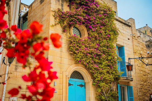 A stone building with blue doors and windows, covered in vibrant pink bougainvillea, is framed by out-of-focus red flowers in the foreground.