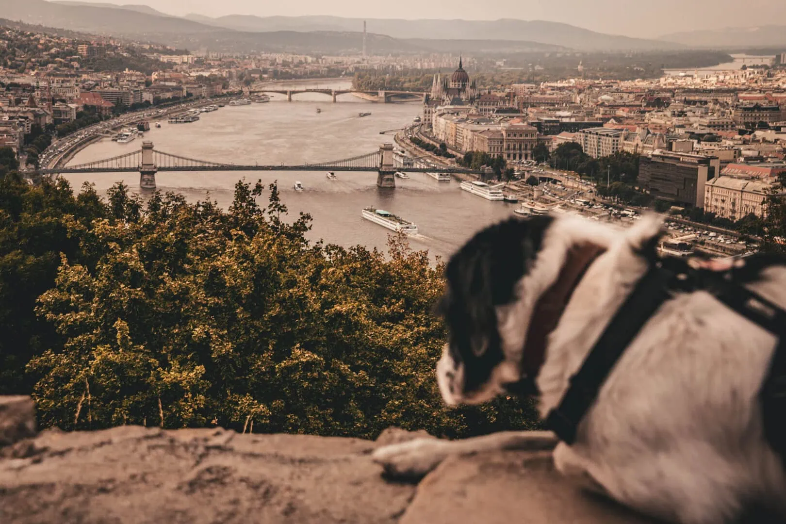 A dog looks over a scenic cityscape with a river, bridges, and historic buildings, viewed from an elevated vantage point.