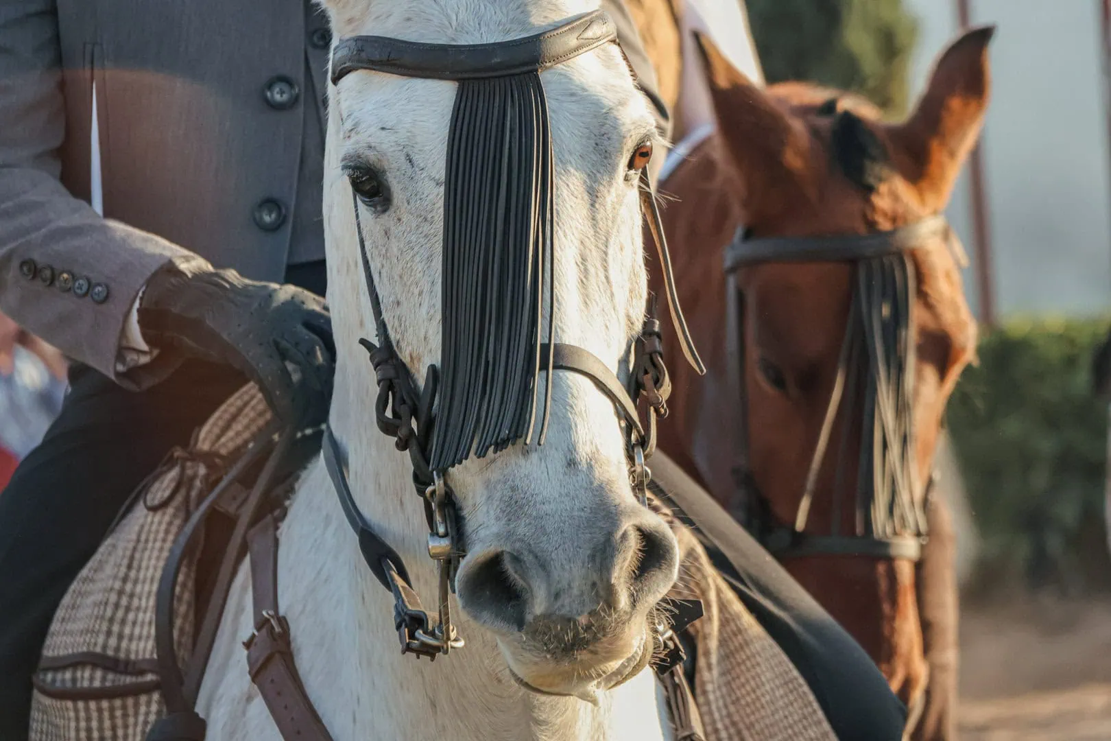 Close-up of a white horse wearing a decorative bridle with black tassels, ridden by a person in a jacket and gloves; another brown horse is in the background.