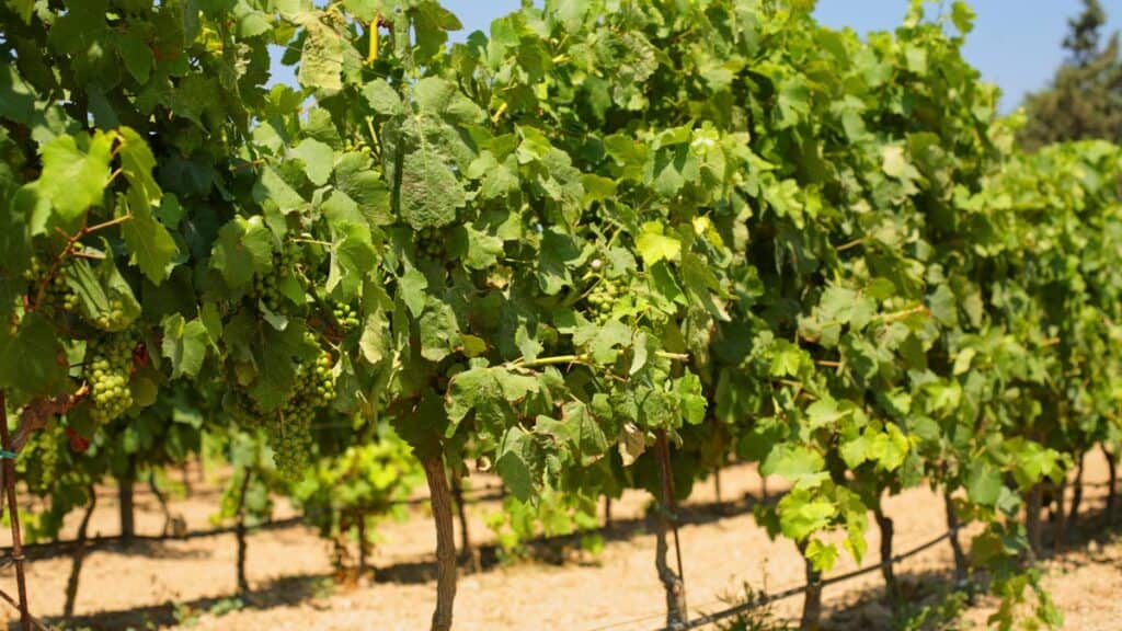 The Most Beautiful Vineyards in Malta - Verdi St. George’s Bay Marina